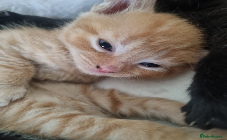 Mixed Breed cats - Advert 14