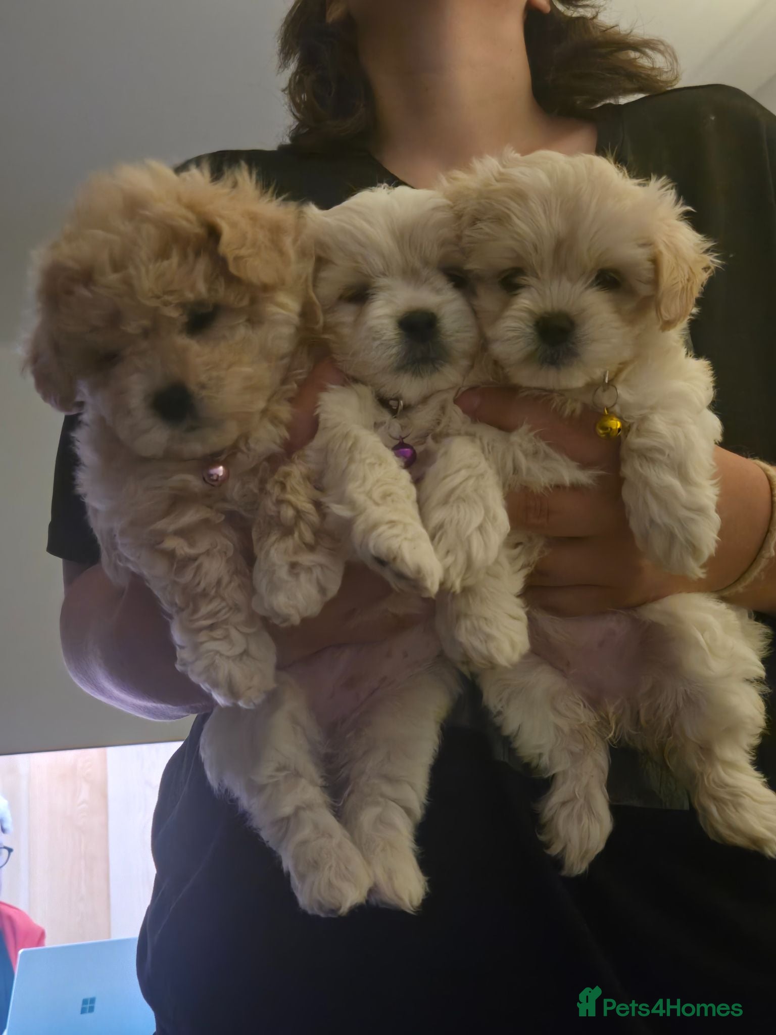 Mixed Breed dogs Long haired chihuahua x Bichon Frise  - Advert 2