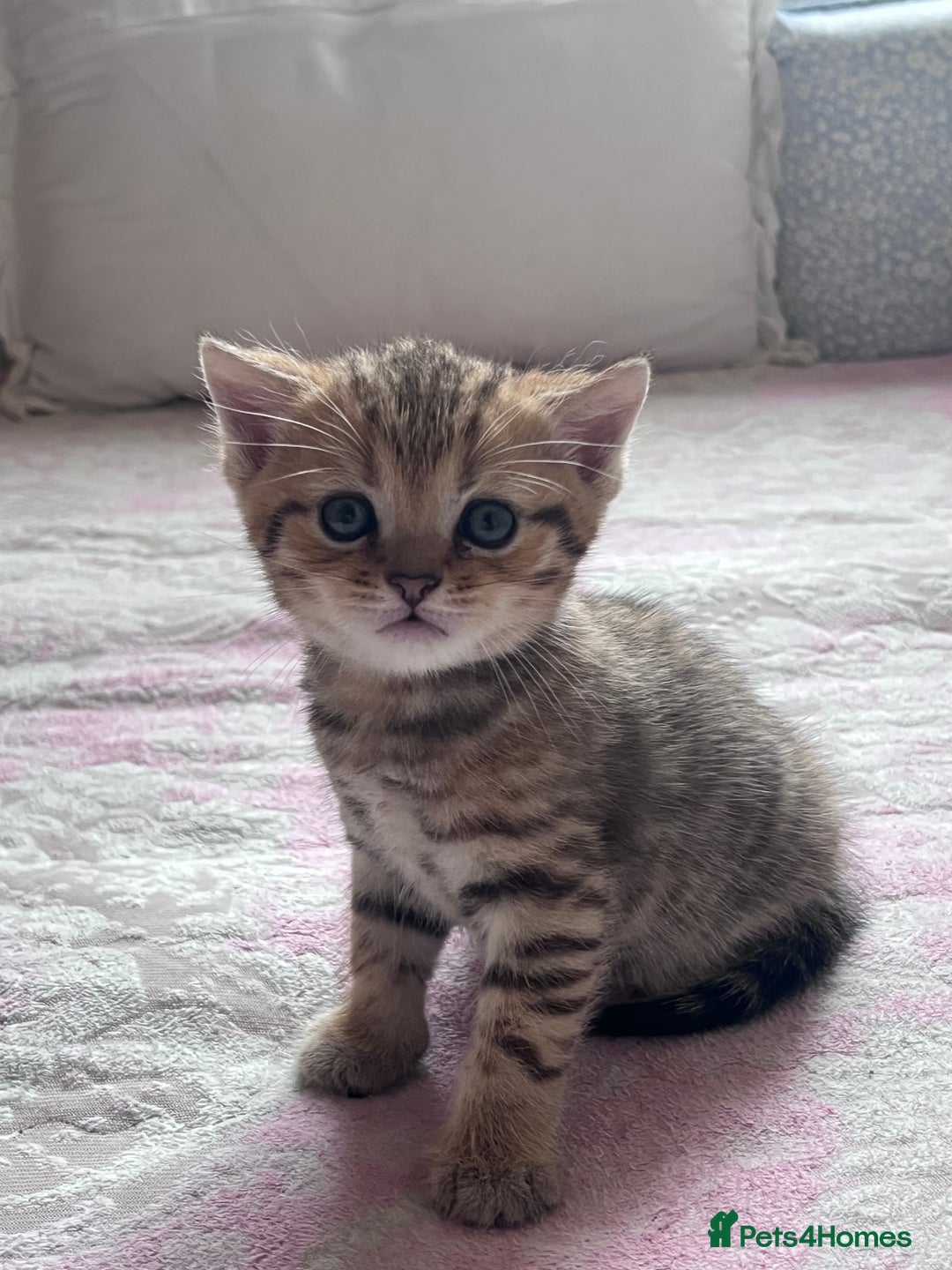 British Shorthair cats for sale: Scottish Straight/British Shorthair - Image 10