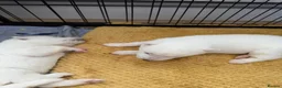 Siberian Husky dogs for sale: Siberian husky puppies - Advert 17