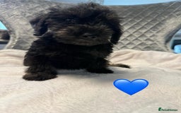 Schnoodle dogs for sale: Beautiful Schnoodle Puppies For Sale - Image 11