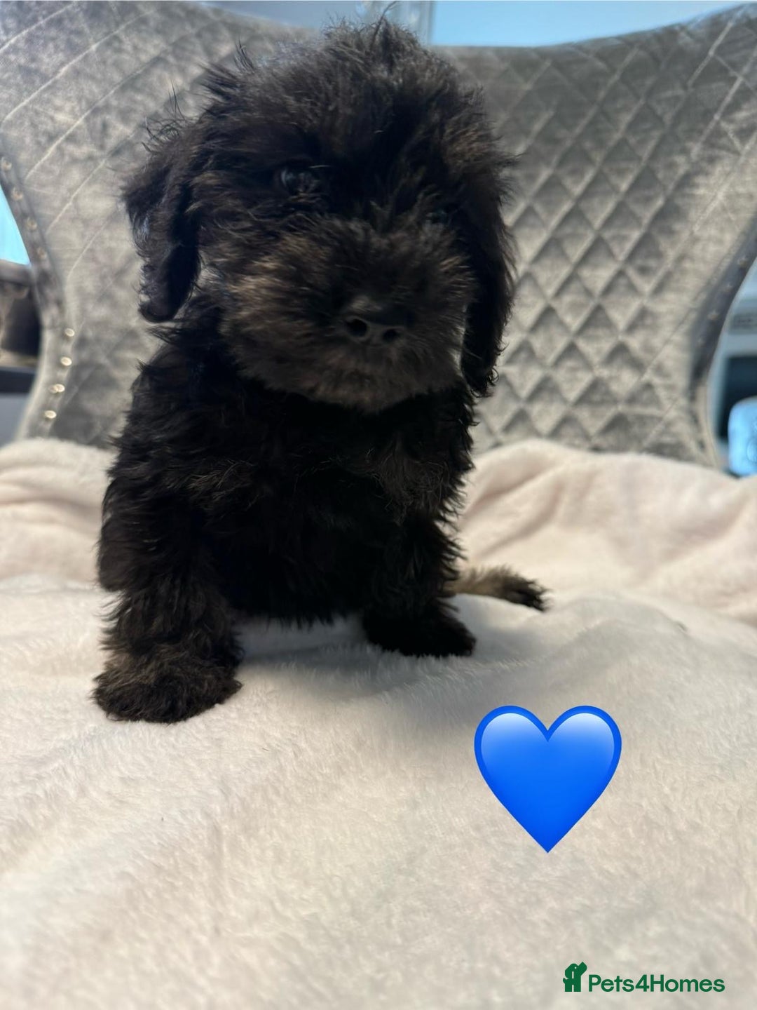 Schnoodle dogs for sale: Beautiful Schnoodle Puppies For Sale - Image 11