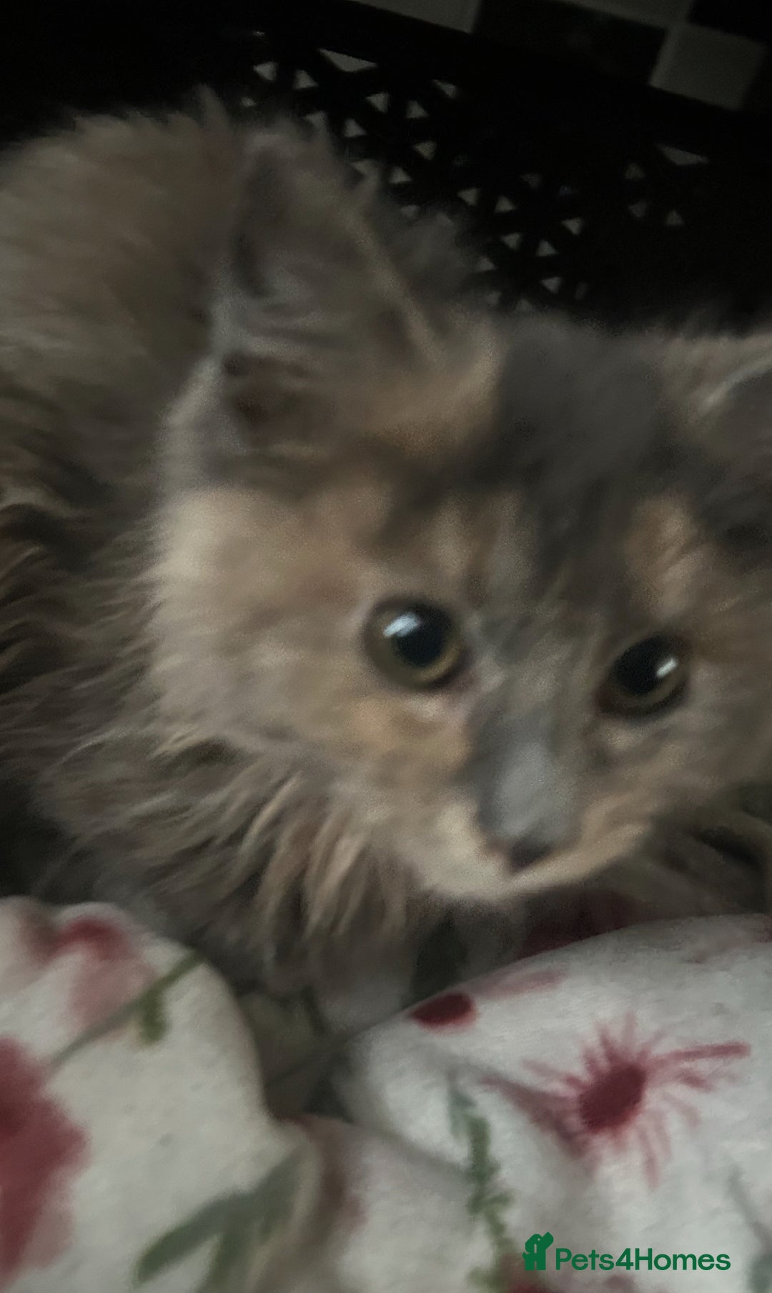 Mixed Breed cats for sale: 3 female kittens - Advert 6