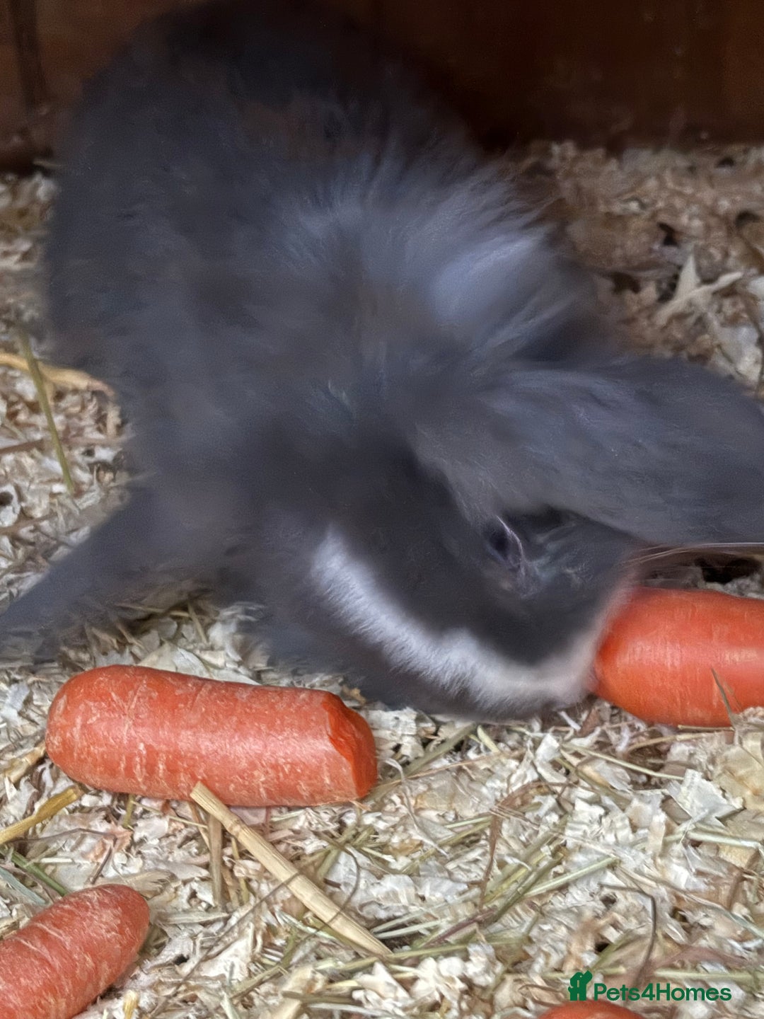 Mini Lop rabbits for sale: Mini lop baby rabbits for sale. - Advert 13