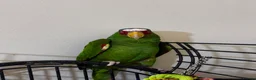 Parrots birds for sale: Amazon white fronted in Slough - Advert 2