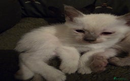 Siamese cats for sale: Siamese kittens gorgeous colours  - Image 3