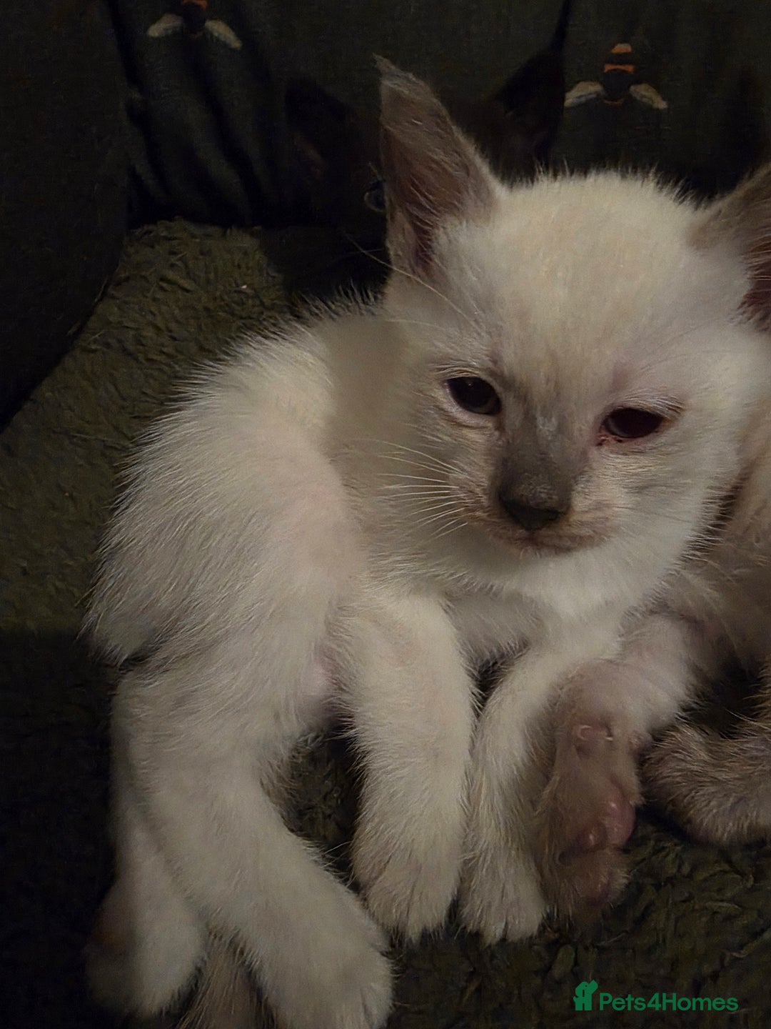 Siamese cats for sale: Siamese kittens gorgeous colours  - Image 3