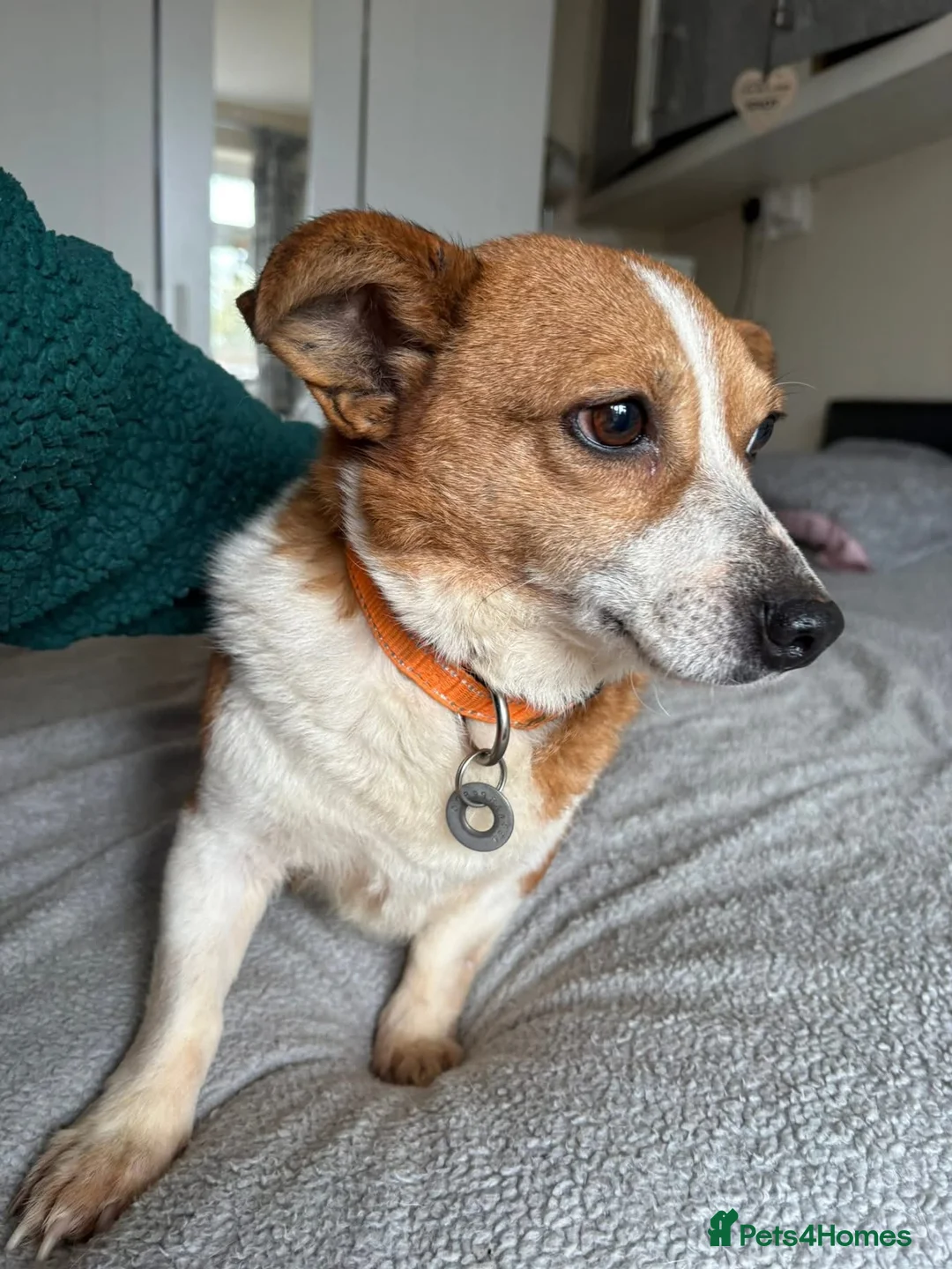Mixed Breed dogs for adoption: Polly - Norwich Norfolk  - Advert 28
