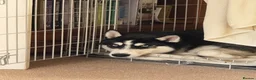 Siberian Husky dogs for sale: Blue  in Corby - Advert 2