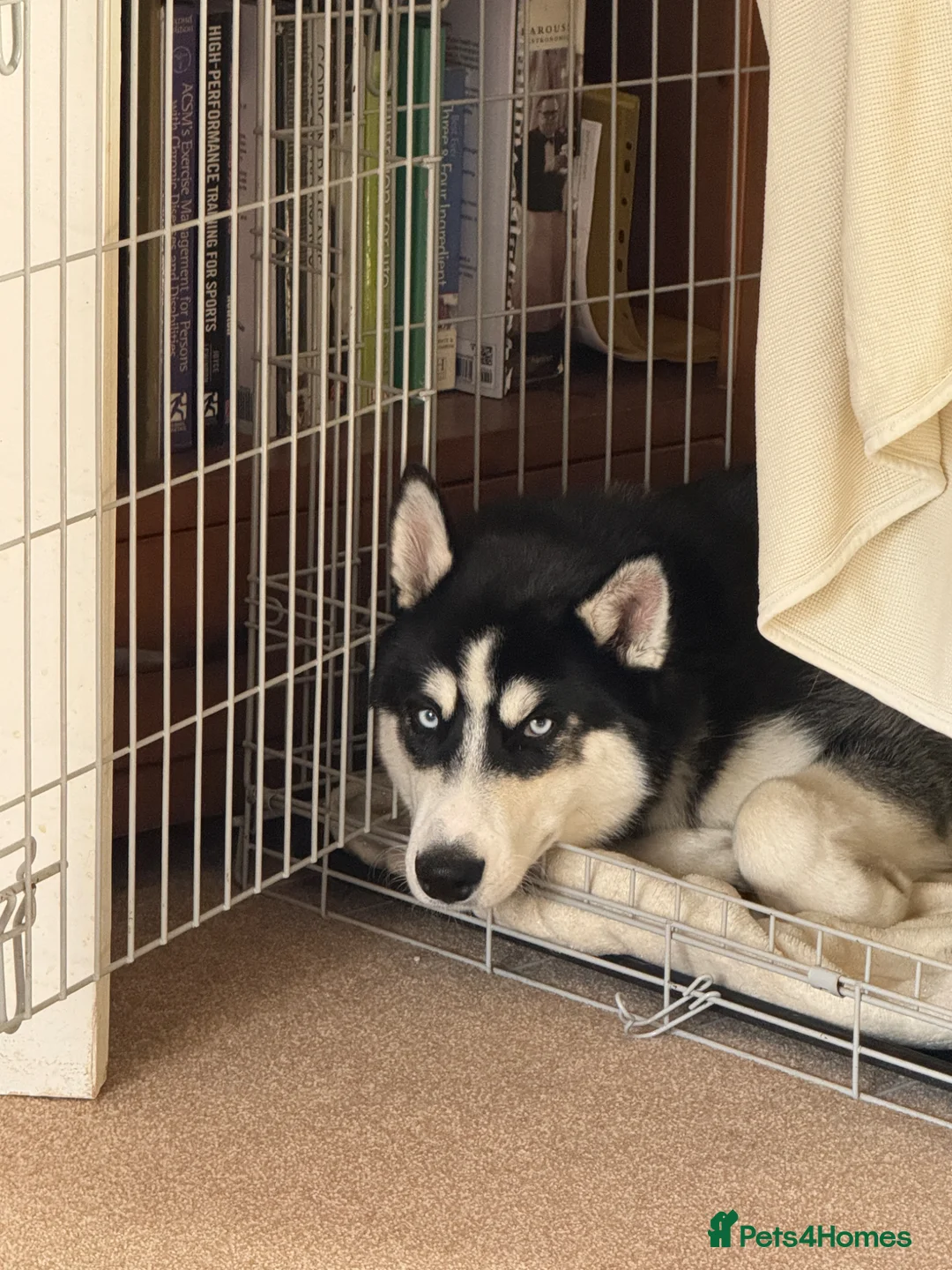 Siberian Husky dogs for sale: Blue  in Corby - Advert 2