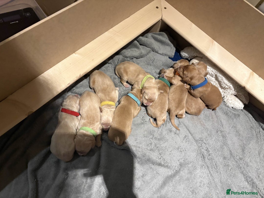 Golden Retriever dogs for sale: Golden Retriever Puppies for Sale - Image 4