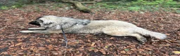 Caucasian Shepherd Dog dogs for sale: Caucasian Mountain Dog (Male) - Advert 4