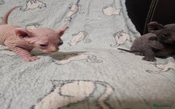 Sphynx cats for sale: From odd eyes father elf shpynx tica pedigree.  - Image 7