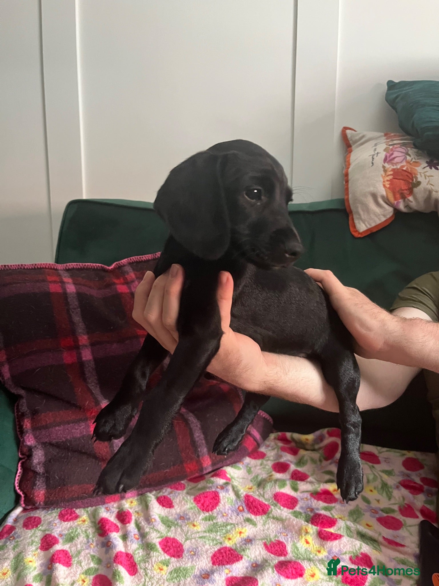 Mixed Breed dogs Cockapoo cross puppies for sale - ONE LEFT! - Advert 1