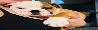 Stella 