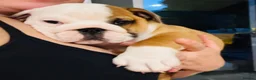 English Bulldog dogs for sale: LAST GIRL LEFT! KC Bulldog Puppy CHAMPION LINES - Advert 4