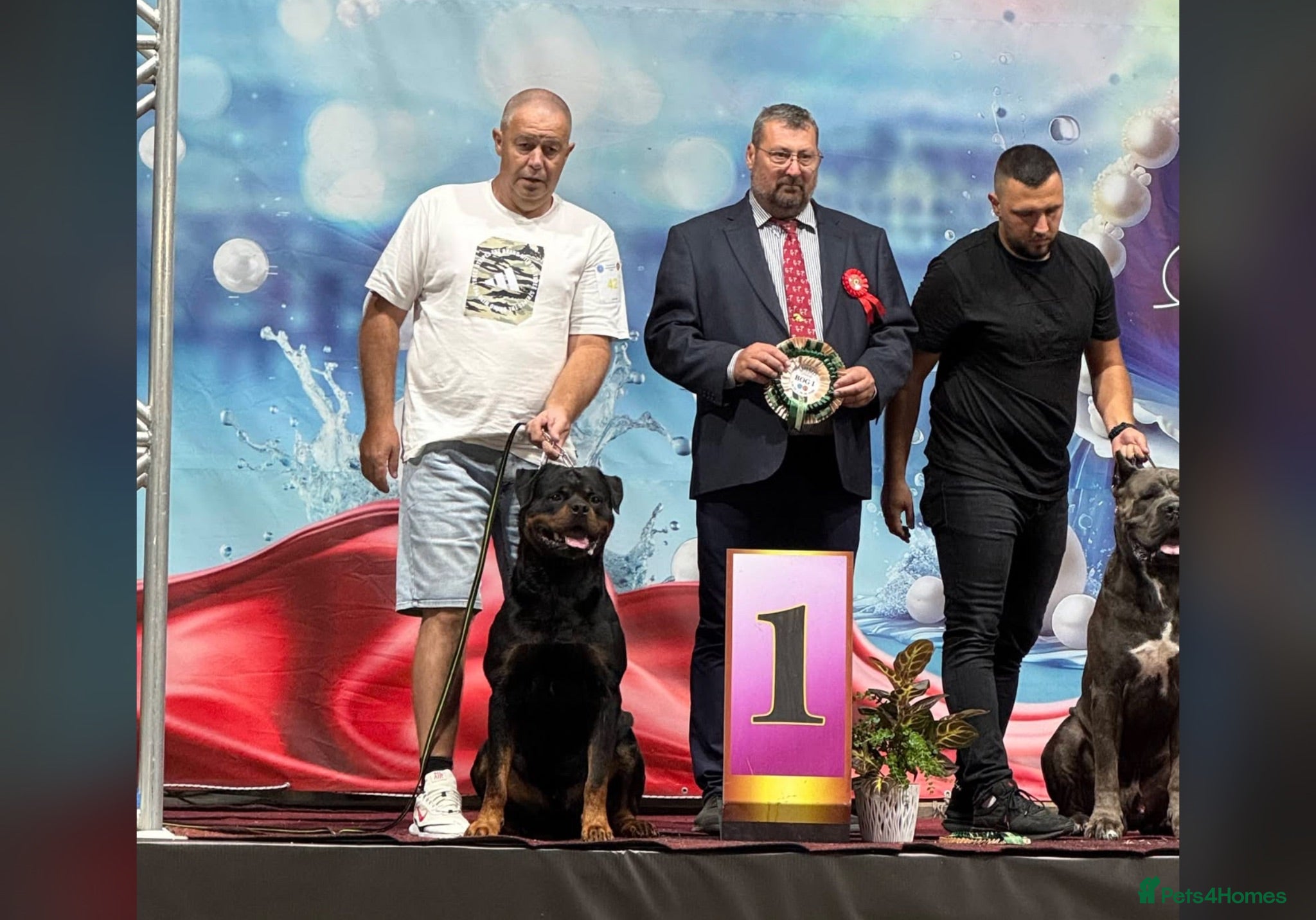Rottweiler dogs Rottweiler puppies for show & breeding - Advert 2