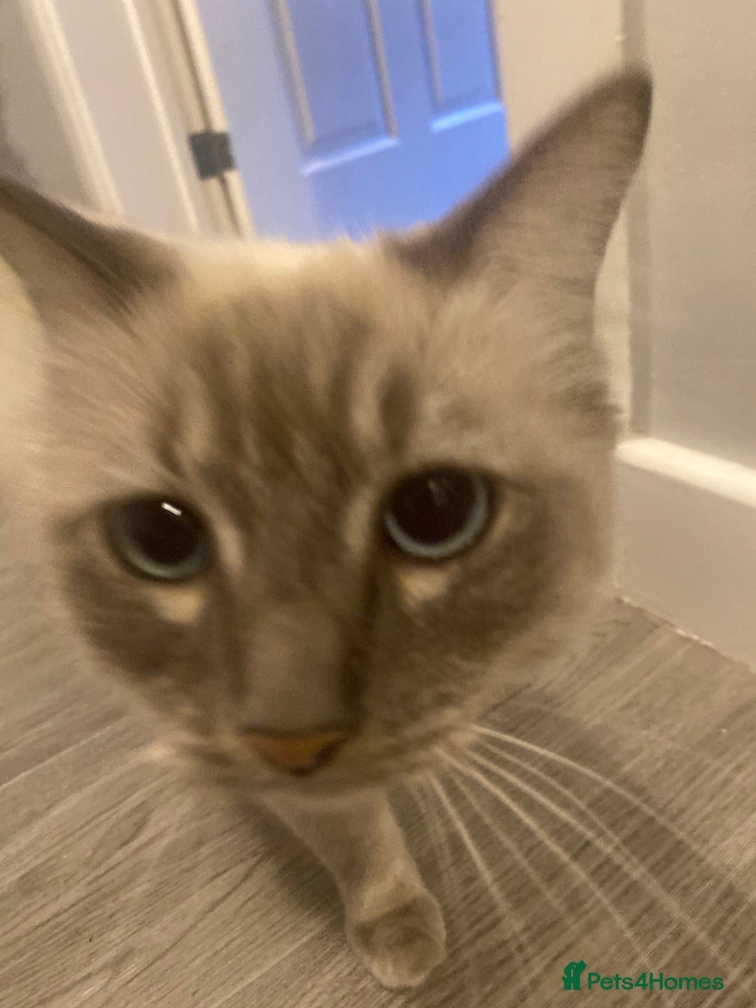 Ragdoll cats for sale: Lovely Ragdoll boy looking for forever home  - Advert 11