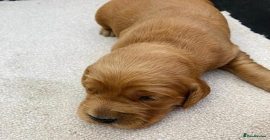Golden Retriever dogs - Advert 15