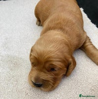 Golden Retriever dogs - Advert 4