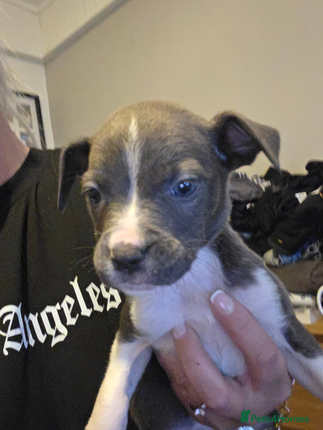 Mixed Breed dogs for sale: Puppies - Advert 4