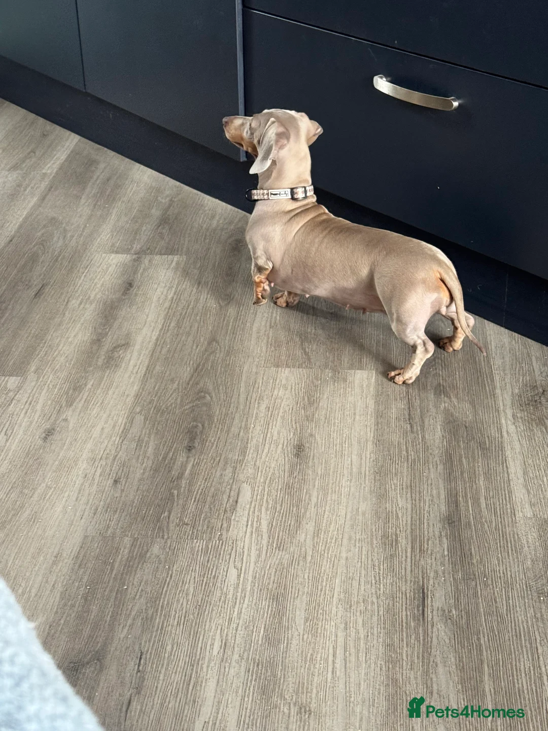 Miniature Dachshund dogs for sale: Dachshund (Miniature smooth haired) in Stockport - Advert 2