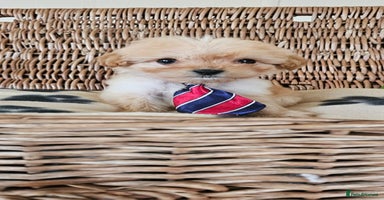 Cavapoo dogs - Advert 12