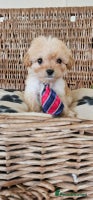 Cavapoo dogs - Advert 13