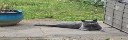 British Shorthair cats for sale: British Shorthair Kittens in London - Advert 7