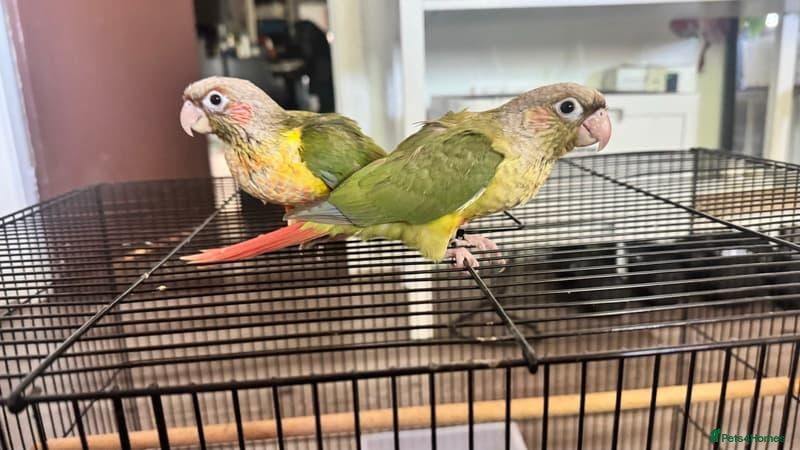 Conures birds Pineapple Green-Cheek Conure  - Advert 16