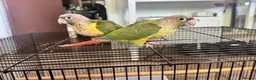 Conures birds for sale: Pineapple Green-Cheek Conure  in Belfast - Advert 1