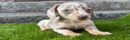 Miniature Dachshund dogs for sale: ❤️Adorable Isabella Miniature Dachshund Puppies 🐶 - Advert 17