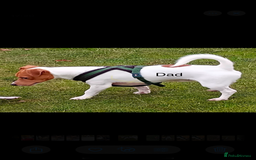 Jack Russell dogs for sale: 5 beautiful jack russel pups  - Image 16
