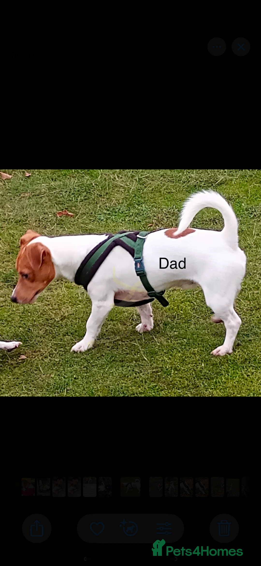 Jack Russell dogs for sale: 5 beautiful jack russel pups  - Image 16