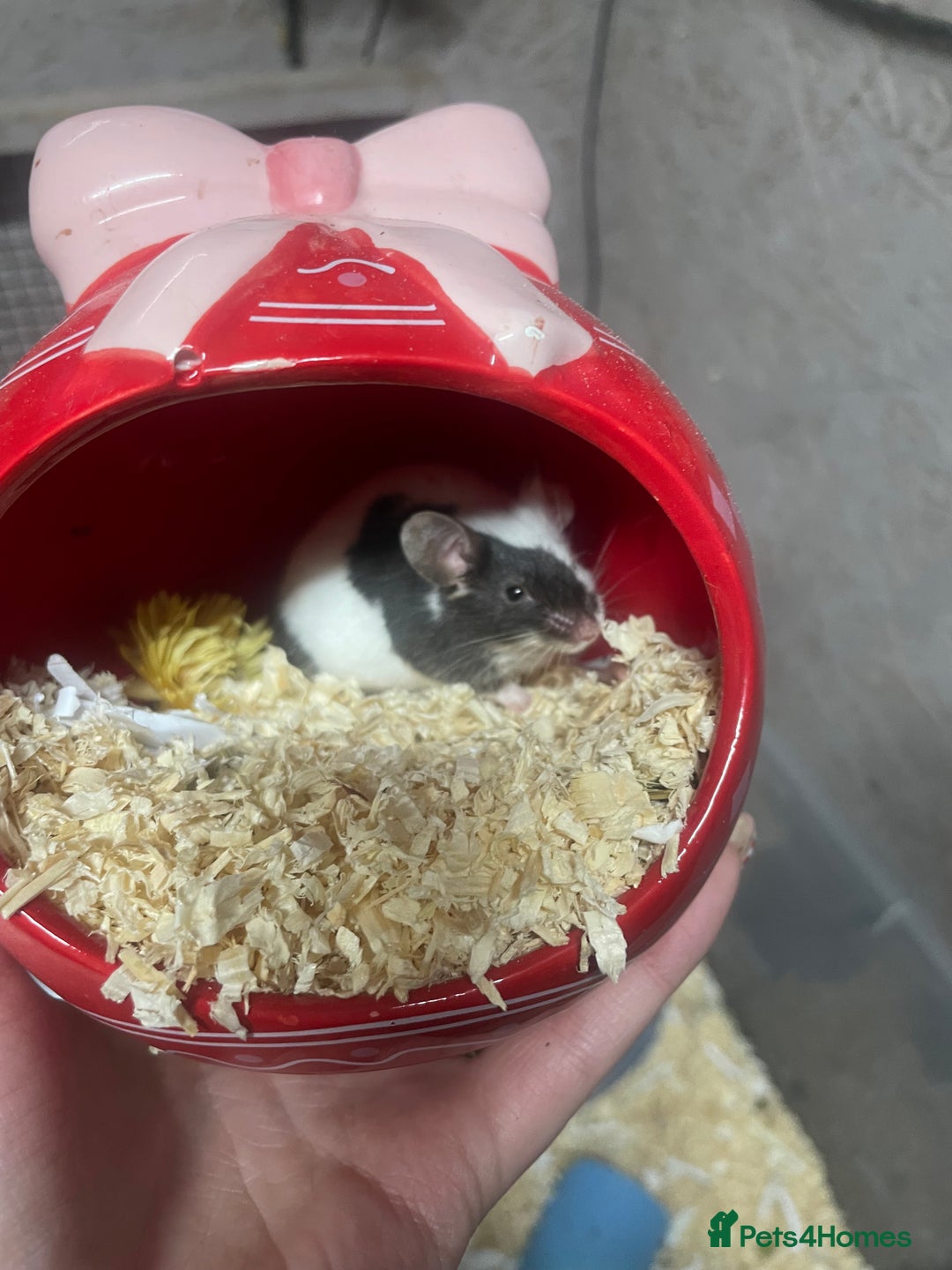Mouse rodents for sale: Male mice for re-homing - Advert 4