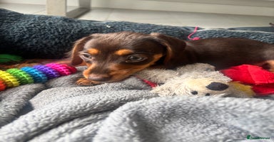 Mixed Breed dogs - Advert 13