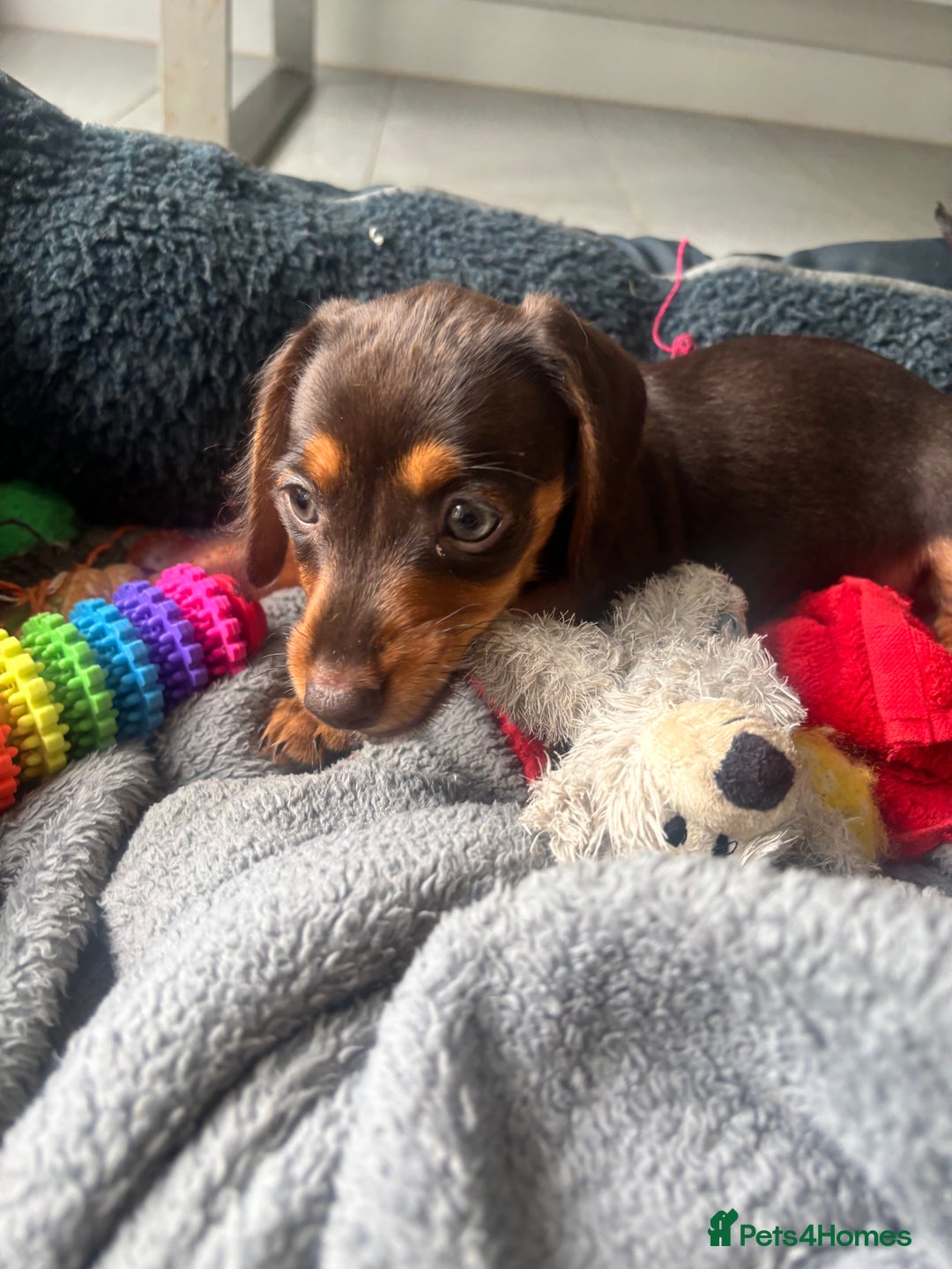 Mixed Breed dogs for sale: Dorkie Puppies  - Image 3