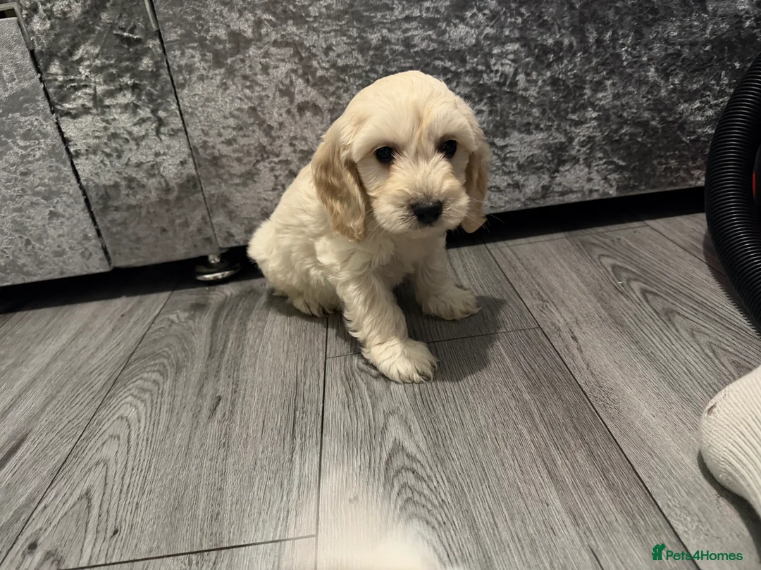 Cockapoo dogs for sale: Cocker poo puppies for sale  - Advert 21