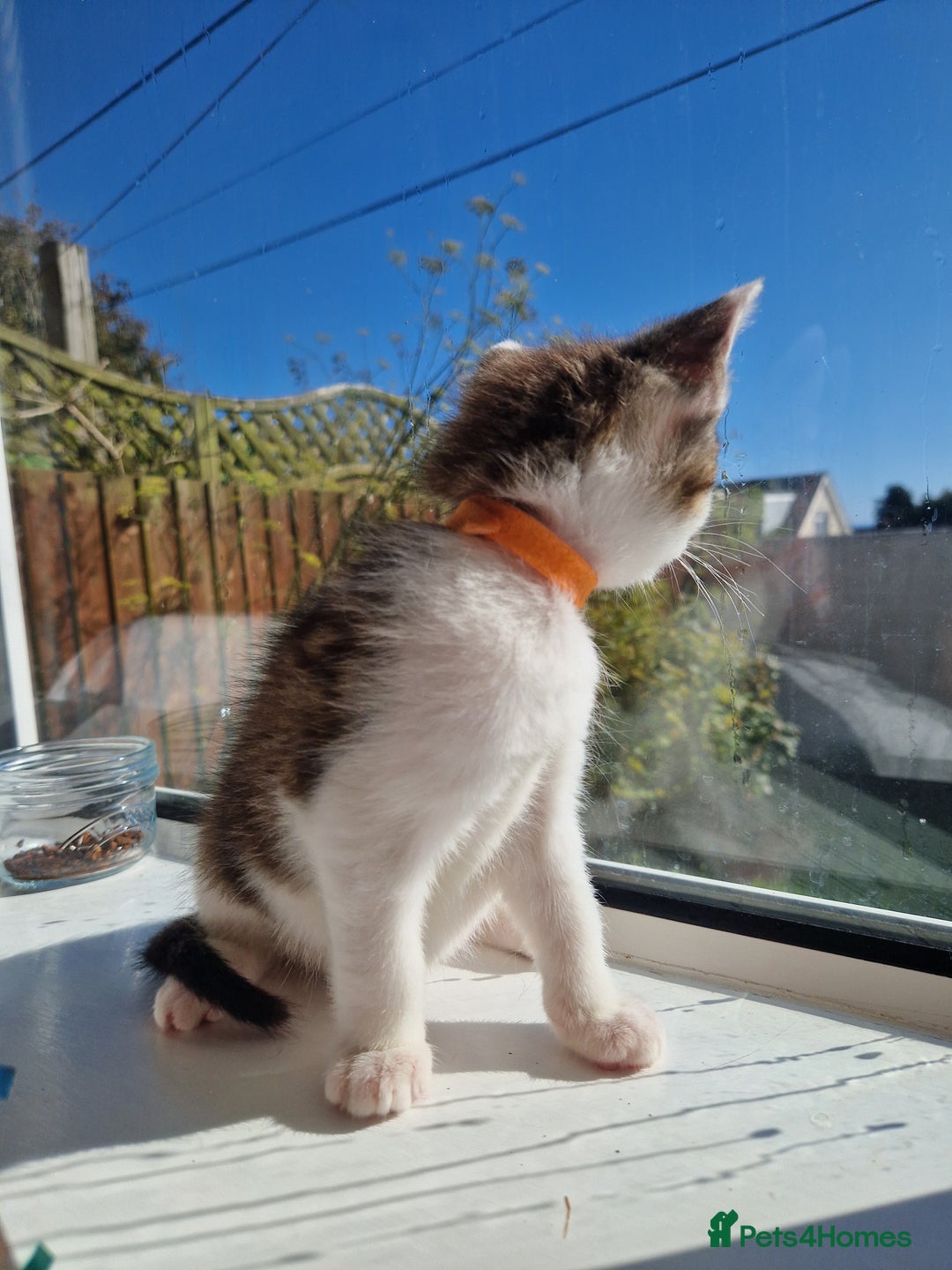 Domestic Shorthair cats for sale: Domestic shorthair kittens  - Image 15