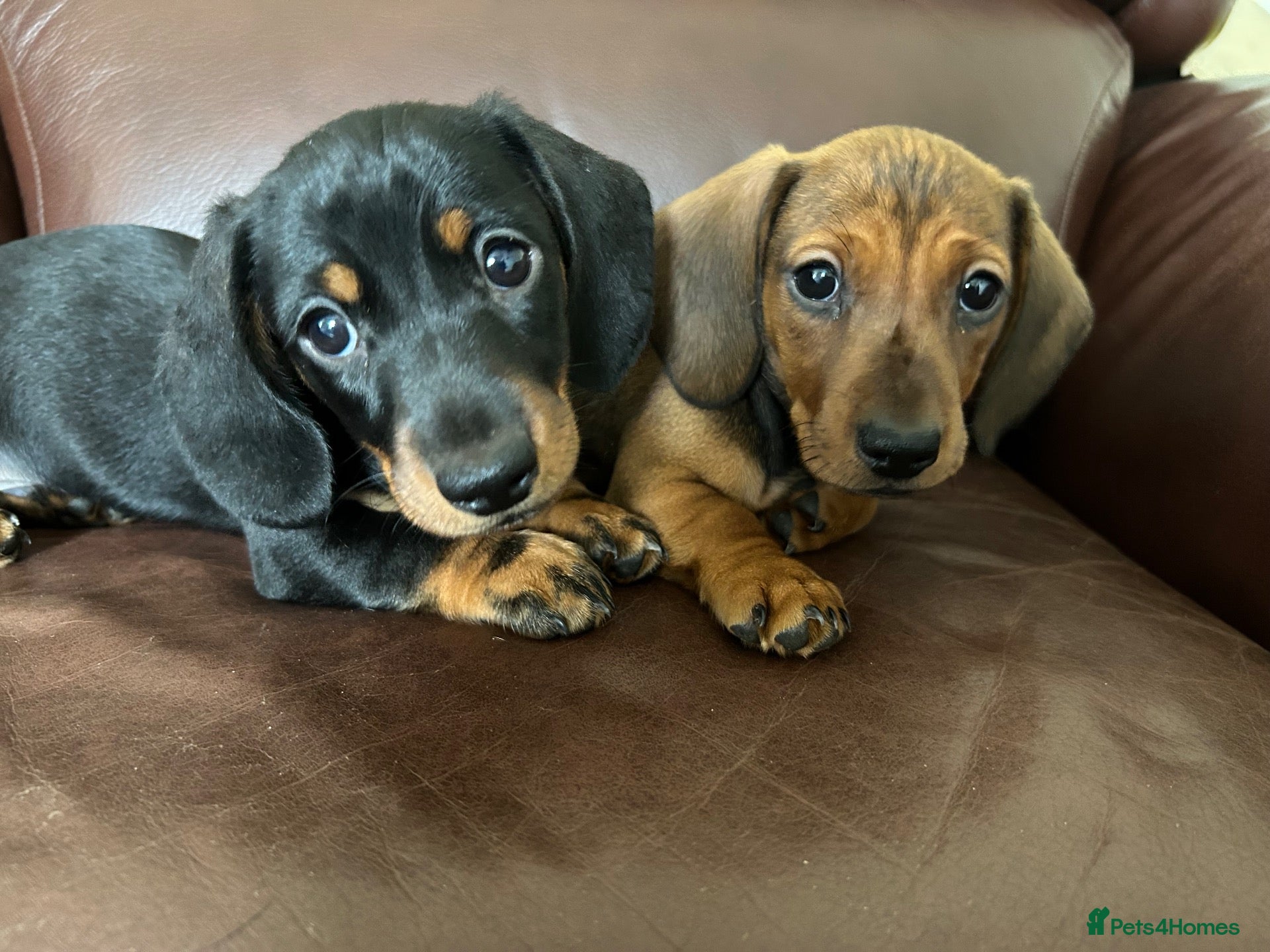 Miniature Dachshund dogs Beautiful kc reg short haired dachshunds  - Advert 1