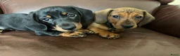 Miniature Dachshund dogs for sale: Beautiful kc reg short haired dachshunds  - Advert 1