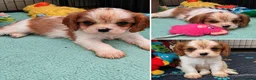 Cavalier King Charles Spaniel dogs for sale: Last beautiful boy left! Reduced - Advert 14