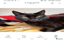 Domestic Shorthair cats for sale: Lola & Titch brother and sister  - Image 4