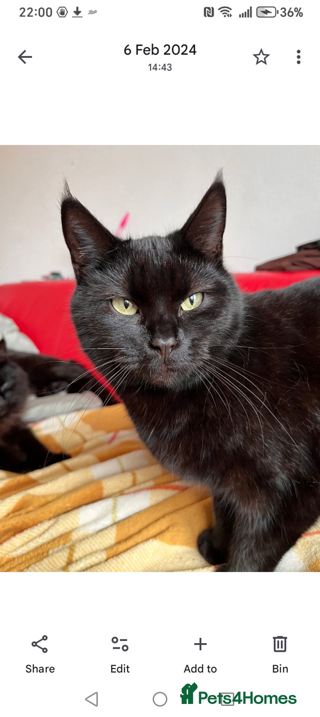 Domestic Shorthair cats for sale: Lola & Titch brother and sister  - Image 4