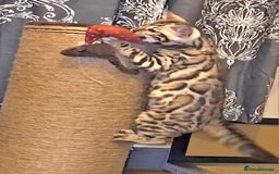 Bengal cats for sale: Bengal Kittens Tica Registered  - Image 5