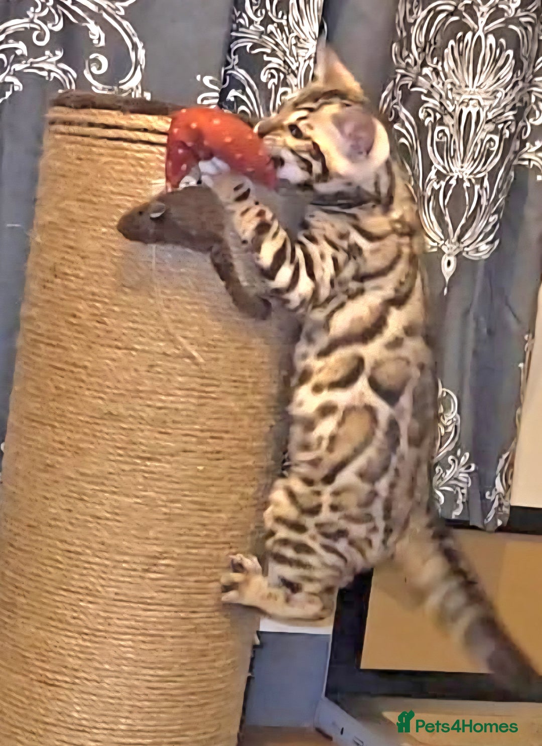 Bengal cats for sale: Bengal Kittens Tica Registered  - Image 5