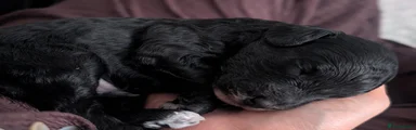 Cockapoo Puppy 1 (galaxy destroyer) 