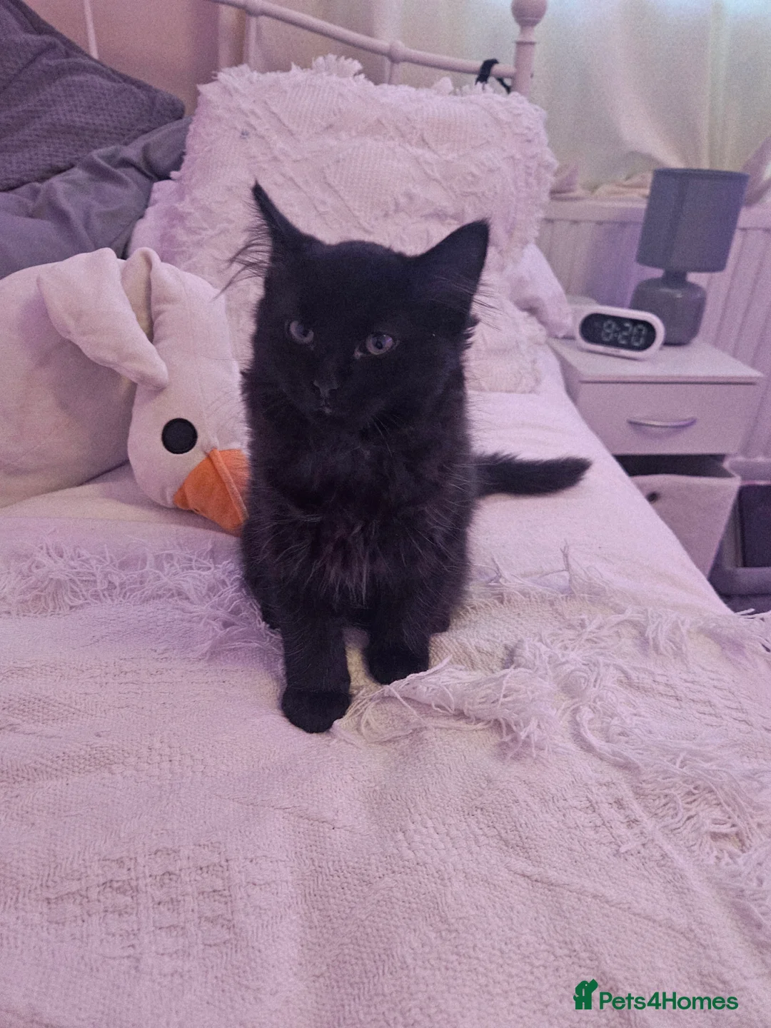 British Longhair cats for sale: Two bonded Kittens that love kids, people, dogs in Clynderwen - Advert 2