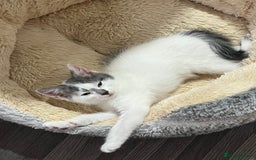 Mixed Breed cats for sale: Cute kittens looking for loving home  - Image 9