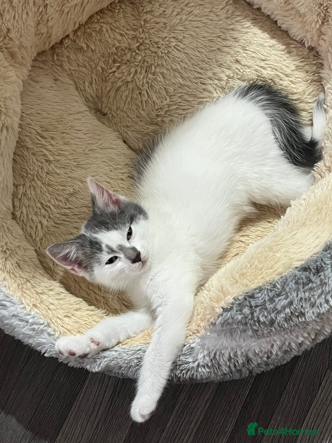 Mixed Breed cats for sale: Cute kittens looking for loving home  - Image 9